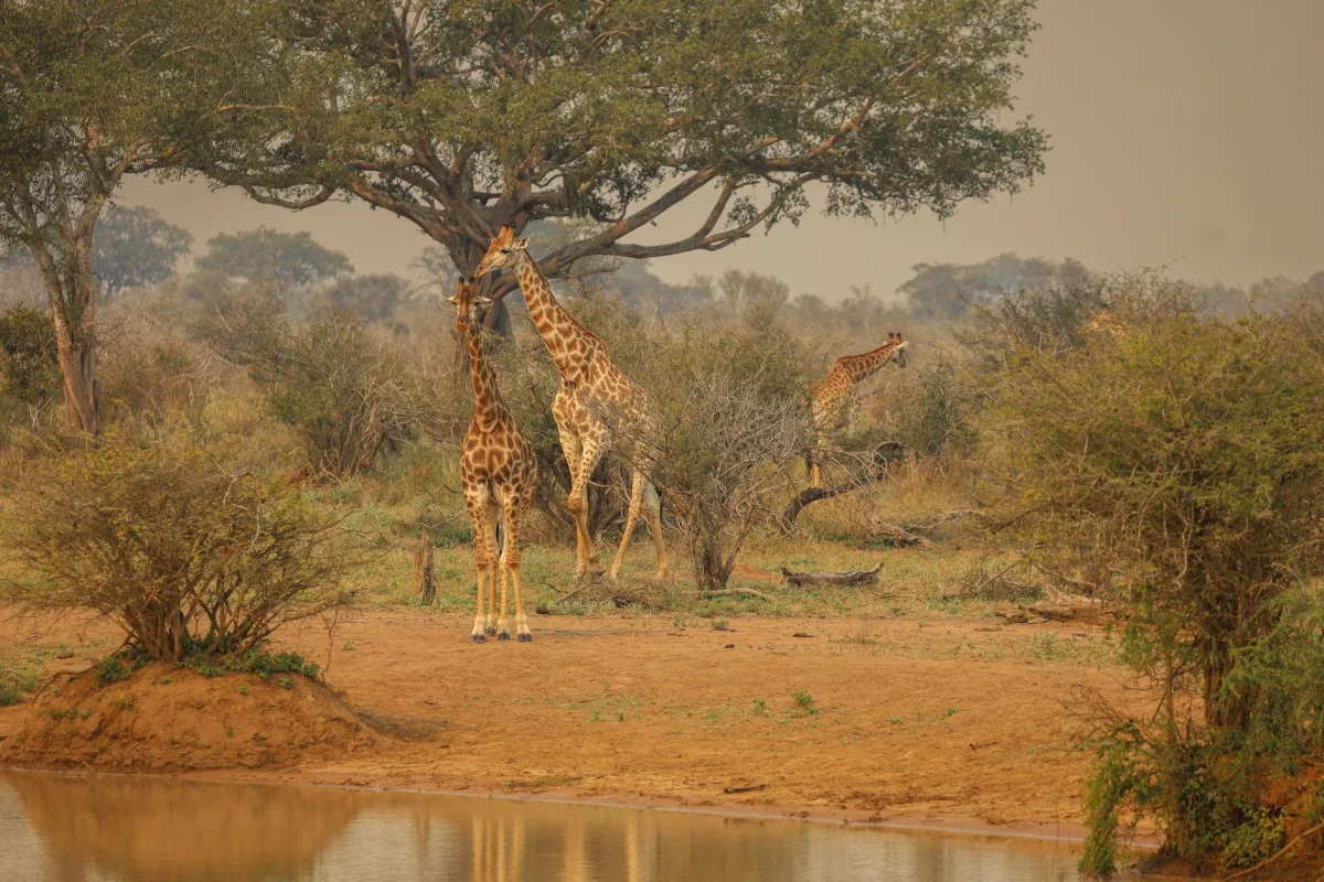 Kruger