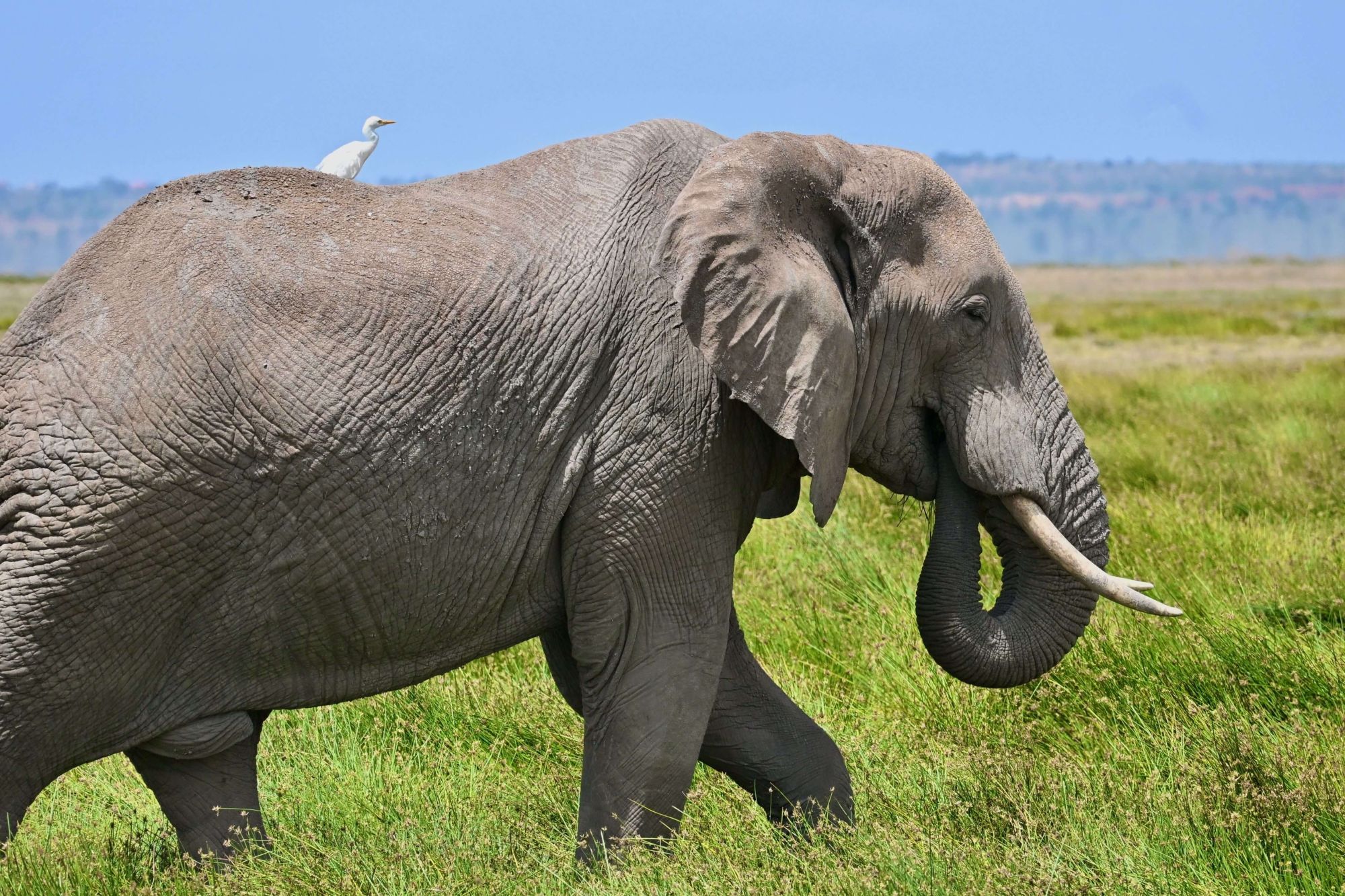 Tailor-Made Luxury Safaris Across East Africa