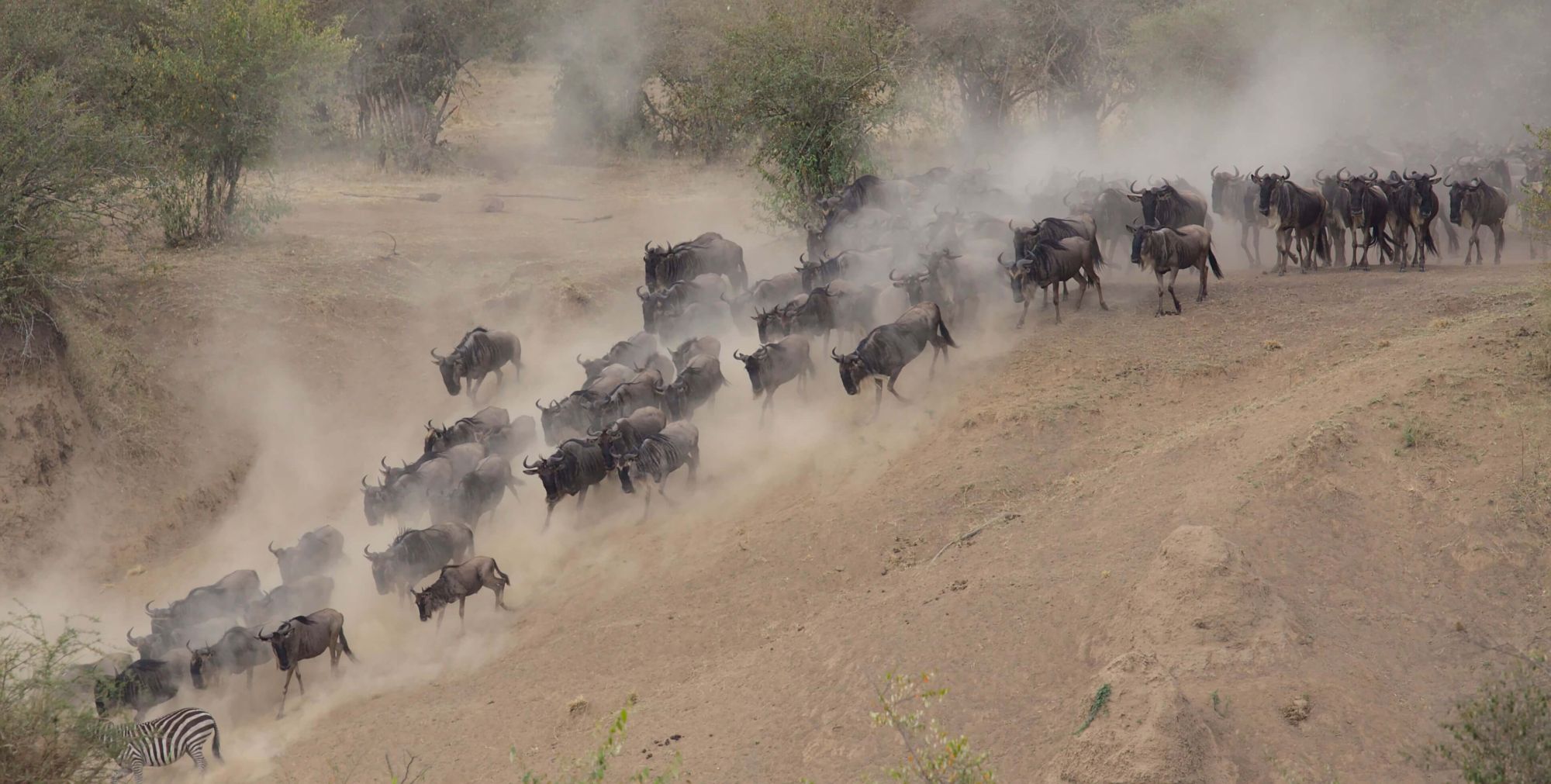 The Great Migration Like Never Before
