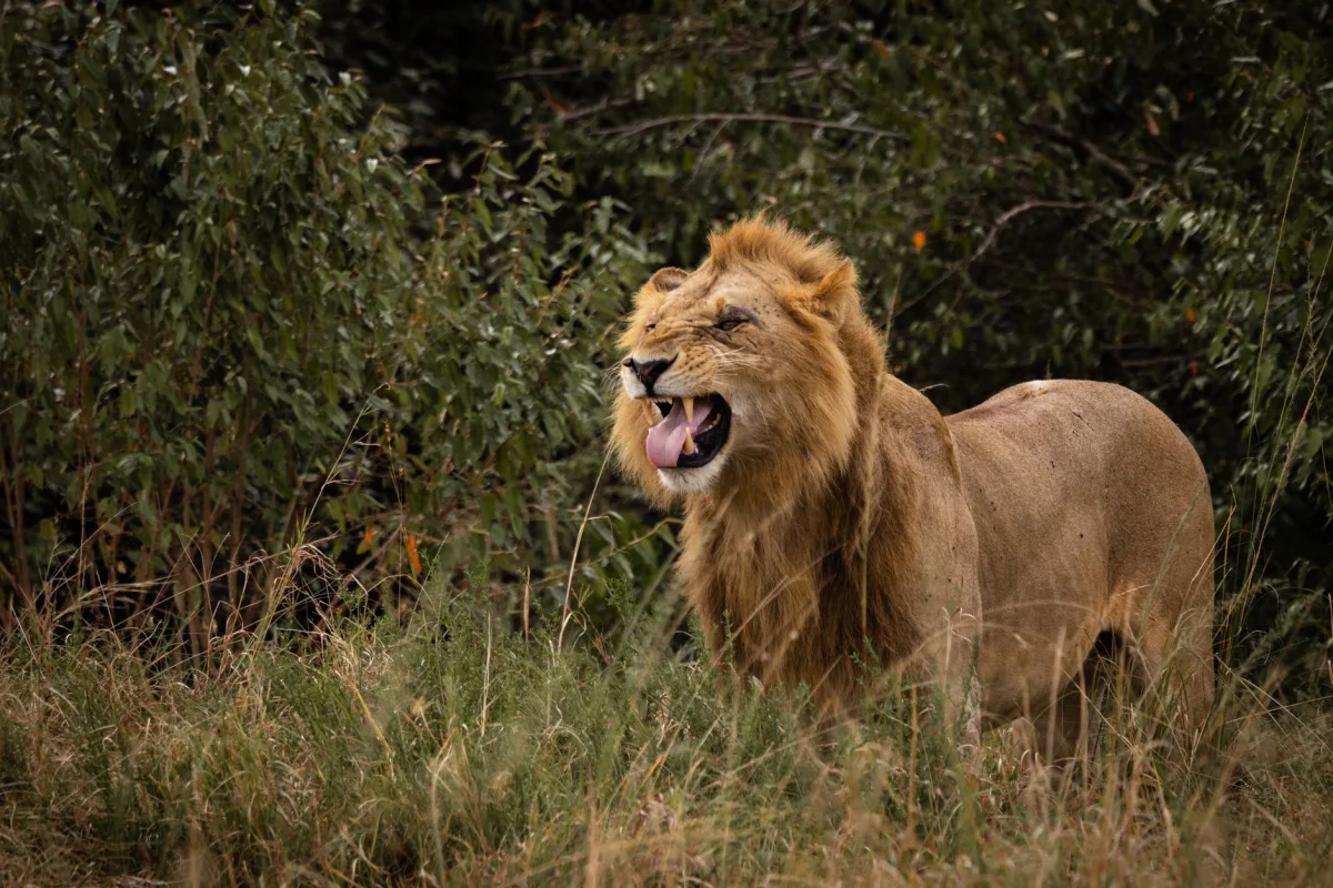 How to Plan an East Africa Safari | 2027 Guide
